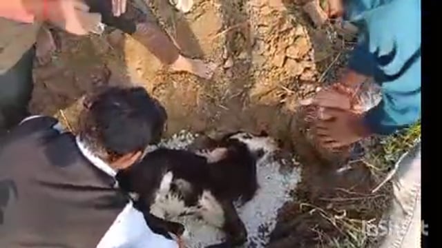 नया सोच सेवा समिति के पदाधिकारी ने सड़क दुर्घटना में घायल गोवंश को किया दफन, इस कार्य की क्षेत्र में हो रही है सराहना