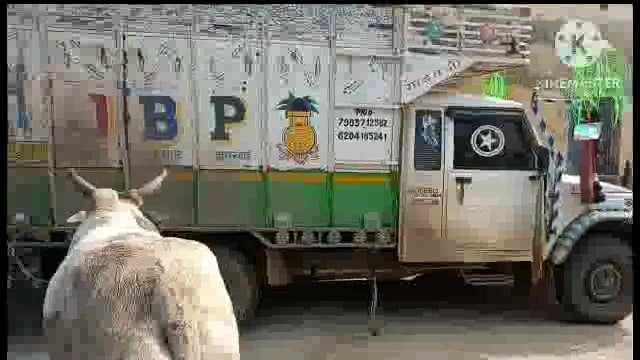 सूर्यगढ़ा -सूर्यगढ़ा थाना पुलिस के द्वारा 10 मवेशी तस्कर को हिरासत में लिया गया है