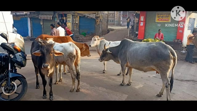सड़कों पर यमराज बनकर घूम रही है गोवंश रावत पाड़ा पीपल मंडी काला महल गुजरी धूलियागंज में सड़क बन रही है गोवंश का अड्डा