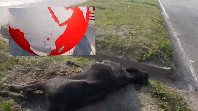 कीठम के पास हाइवे पर नन्दी महाराज की ऐक्सीडेन्ट मैं हुई मौत नहीं लिया हाइवे वालों ने संज्ञान 