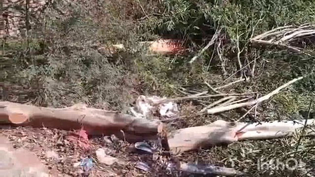 किसने की डॉक्टर भीमराव अंबेडकर जी की प्रतिमा क्षतिग्रस्त और बिना परमिशन के कांटे हरे-भरे पेड़