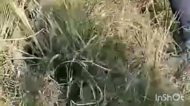  करुवापारा में नहर के पास मिला अजगर वन विभाग के कर्मियों ने ग्रामीणों की सहायता से अजगर को पड़कर जंगल में छोडा़