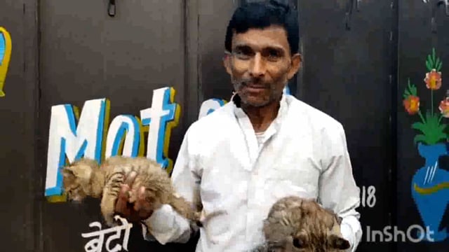 मथुरा ट्रांसपोर्ट की लोडर गाड़ी में फंसे बिल्ली के दो मासूम बच्चे व मुश्किल बचाया