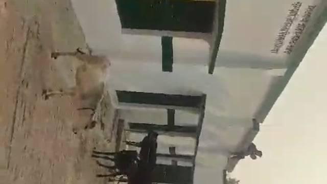 प्रतापगढ़ जिले के डेरवा नगर पंचायत के बिक़रा वार्ड में आक्रोशित ग्रामीणों ने आवारा पशुओं को प्राथमिकविद्यालय में कियाबन्द