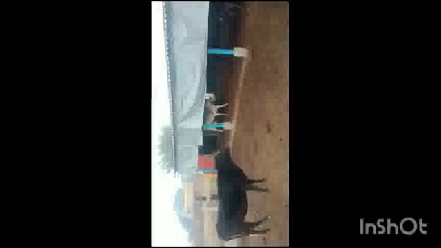 मथुरा बरारी अस्थाई गोवंश आश्रम स्थल गौशाला का किया निरीक्षण बृजवासी गौ रक्षक टीम फरह