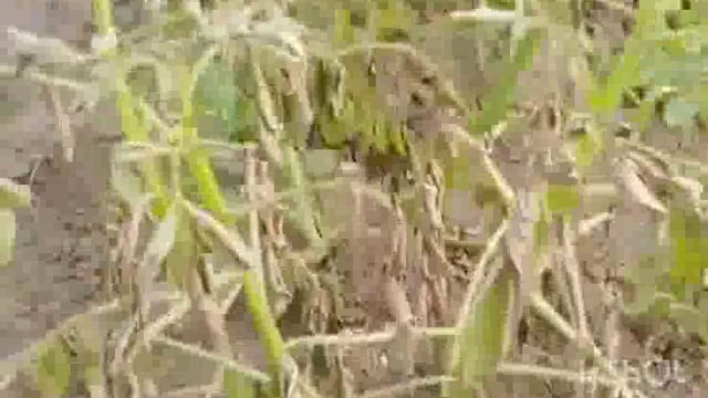 मांग क्षेत्र के पानीगांव के किसान की फसल कीटनाशक दवा के छिड़काव से फसल हुई बर्वाद