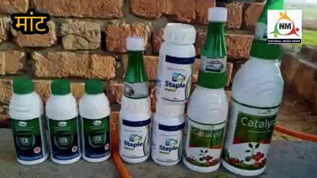 पानीगांव में झुलसा रोग की कीटनाशक दवा डालने से आलू की फ़सल में हुआ नुकसान, किसान हुए चिंतित।