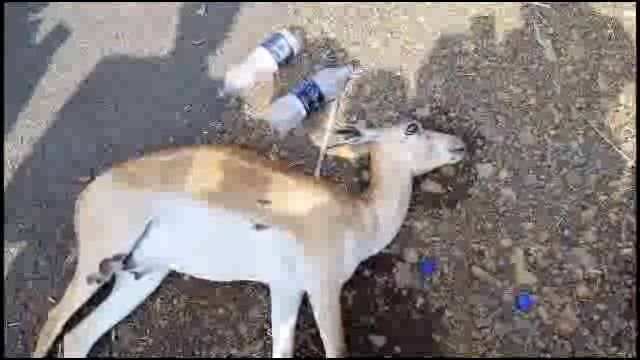 आनंतवाडी जवळ अज्ञात वाहनांच्या धडकेत हरणांचा मृत्यू