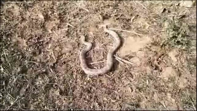 राजापुर गांव में कार की बोर्नट में मिला अजगर वन विभाग ने किया रेस्क्यू