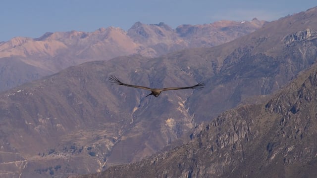 NEOM, Rewilding Program