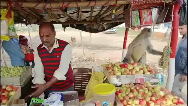 इस कलियुग मे हनुमान जी संसार की रखवाली करने के साथ अपने पेट की रखवाली के लिए कर रहे दुकानदारी 