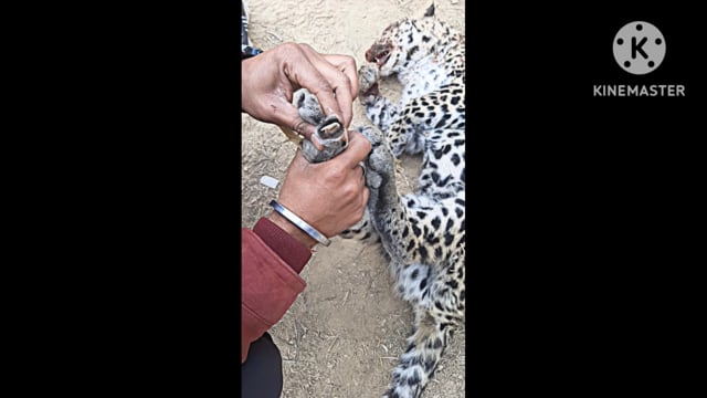 अज्ञात कर्म से तेंदुए की मौत जंगल में मृतक अवस्था में मिला तेंदुए का सब पिनाहट ब्लॉक के गांव जगतपुरा के जंगल का मामला