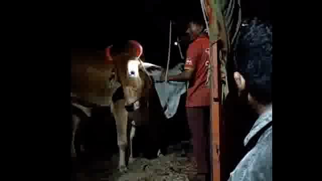 गोवंशाची वाहतूक करणारा टेम्पो पकडला,तिघांवर शहर पोलीस ठाण्यात गुन्हा दाखल