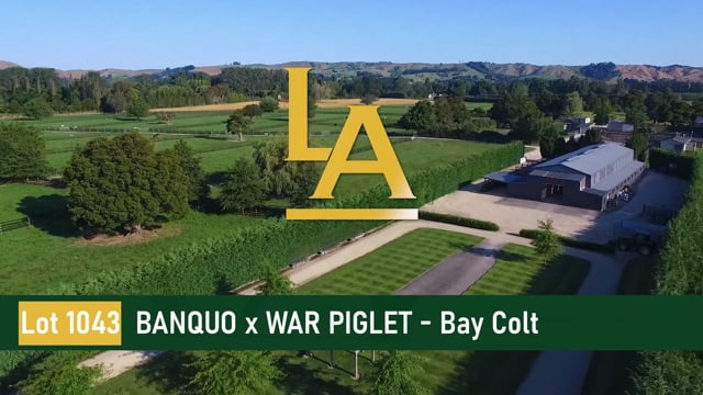 War Piglet - Banquo