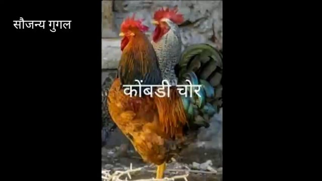 कुरड्यावर चोरांनी केला हात साप खुरड्यासह दहा कोंबड्यांची चोरी