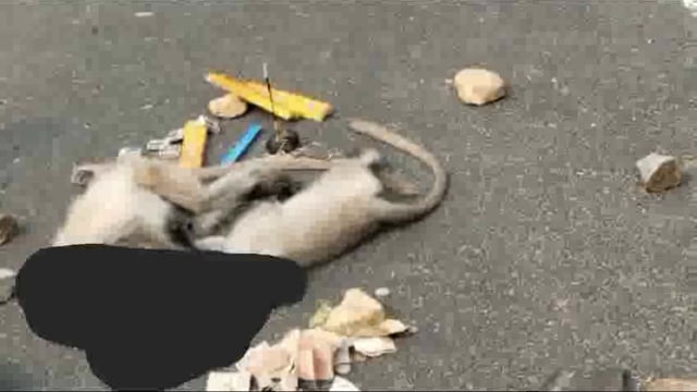 अज्ञात वाहन के कुचलने से दो हनुमान की मौत हो जाने से ग्रामीणों ने चंदा कर दफनाते हुए किये अखंड संकीर्तन