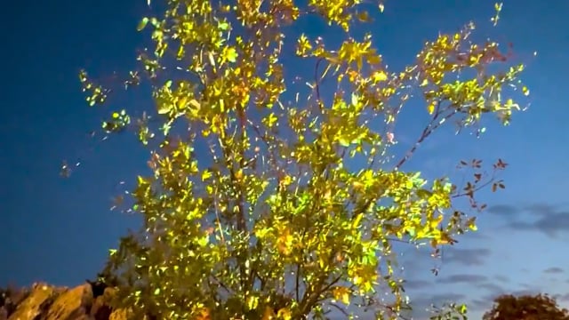 Projection on Trees
