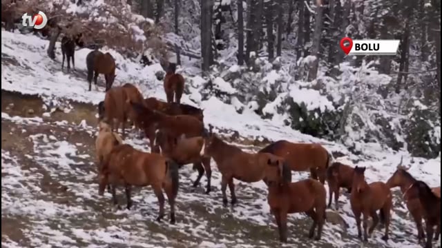 Yılkı Atlarının Karlar İçinde Dolaşması Muhteşem Görüntüler Ortaya Çıkardı