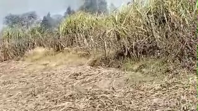 हाई टेंशन बिजली लाइन से  शॉर्ट सर्किट होने से करीब 20 वीघे गन्ने की की फसल जलकर हुई खाक 