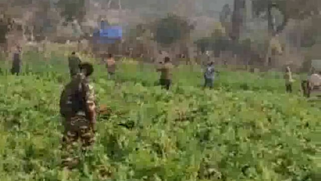 मोहनपुर एवं फतेहपुर थाना क्षेत्र के सीमावर्ती इलाके में एसएसबी एवं पुलिस ने अफीम की खेती को किया नष्ट।