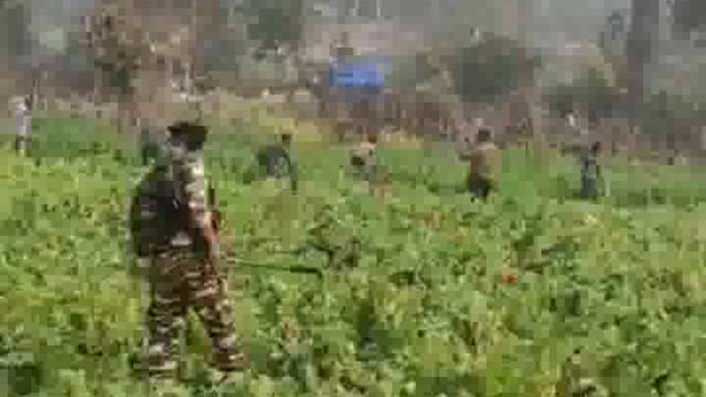 फतेहपुर एवं मोहनपुर के सीमावर्ती इलाके में एसएसबी एवं पुलिस ने किया अफीम की खेती को नष्ट
