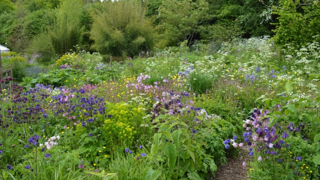 Noel – Weeds: What is a weed, and if it is, what are we going to do about it