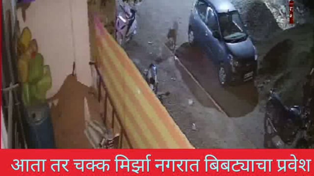 आता तर चक्क बुलडाणा येथील मिर्झा नगरात बिबट्याचा प्रवेश, नागरिकांमध्ये भीतीचे वातावरण