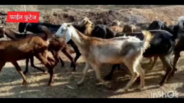 विभूतवाडी मध्ये अज्ञात चोरट्यांकडून शेळ्यांची चोरी पोलीस स्टेशनमध्ये गुन्हा दाखल