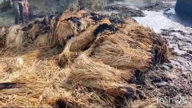 औरैया ग्राम में अचानक किसान की खलिहान में आग लग जाने से धान का पुंज हुआ जलकर राख।