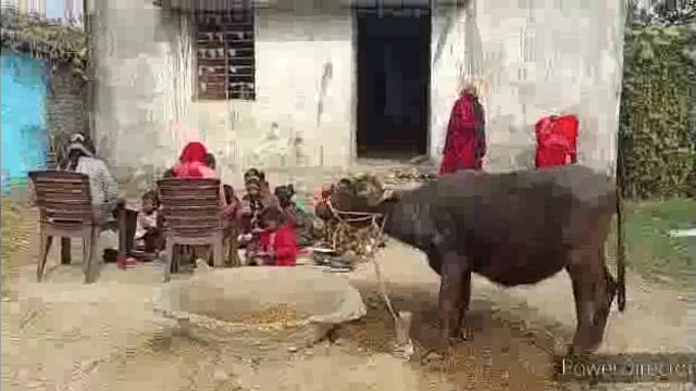 सिरसिया प्राथमिक विद्यालय है या फिर तबेला 