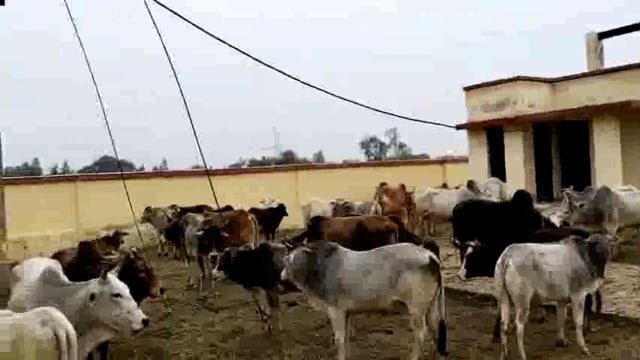 आवारा पशुओं से किसान परेशान, पांच सौ आवारा पशुओं को पानी टंकी परिसर में बन्द किया 