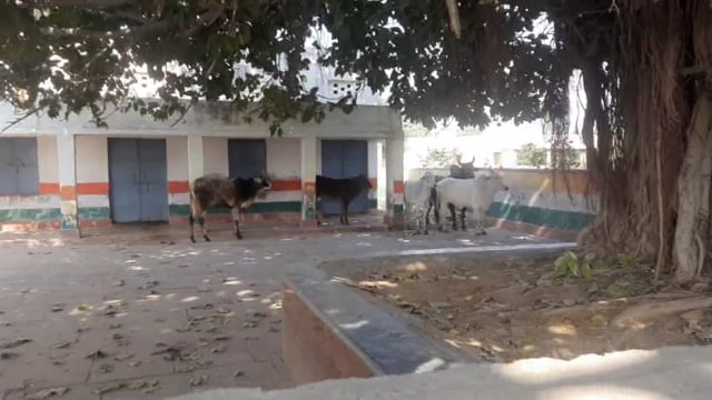 थाना फरह के गांव शहजादपुर पौरी मैं गौंवंश के आतंक से परेशान लोगों ने पकङकर गौवंश को गौशाला पहुंचाया