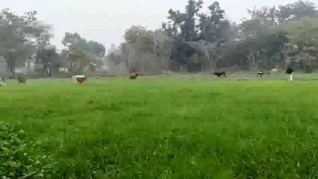 छुट्टा मवेशियों से परेशान किसानों ने जिला अधिकारी और मनकापुर विधायक को लिखा पत्र