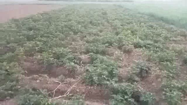 ज्यादा ठंड पड़ने के कारण आलू फसल में किसान बहुत नुकसान