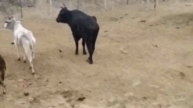 बरौली गौशाला में अवस्थाओं की भरमार वीडियो सोशल मीडिया पर हुआ वायरल