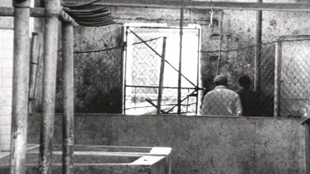 Camal ("Slaughterhouse")