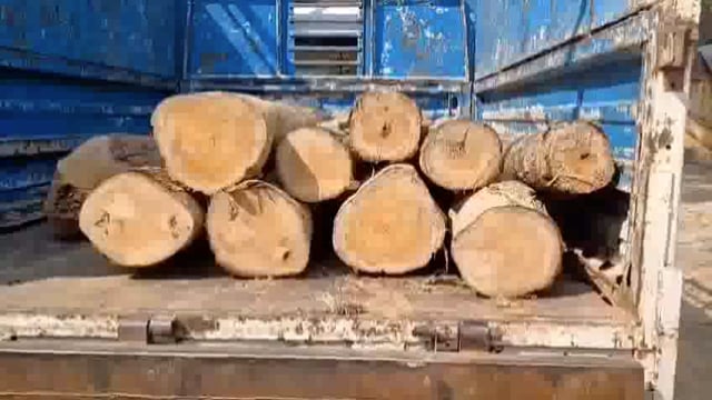 टिकरी रामगढ़ क्षेत्र में हरे पेड़ों की कटान थमने का नाम नहीं ले रही है। 