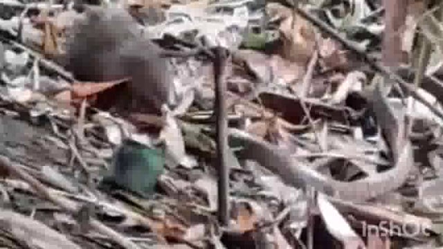 बाजितपुर गांव में सांप व नेवला की लड़ाई सोशल मीडिया पर तेजी से हो रहा है वायरल