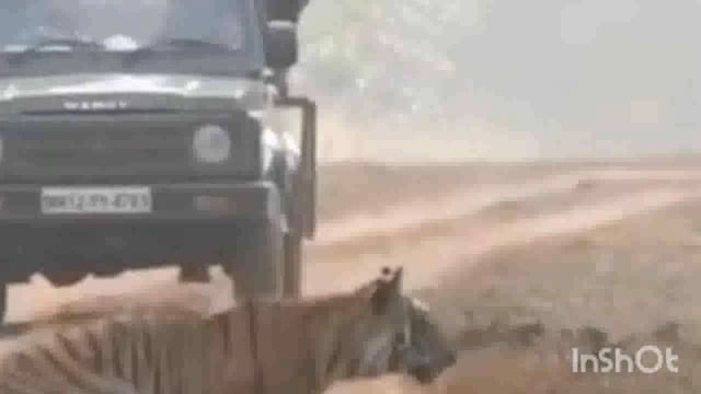 ताडोबात वीरा अन बेला वाघाची जोरदार लढाई 