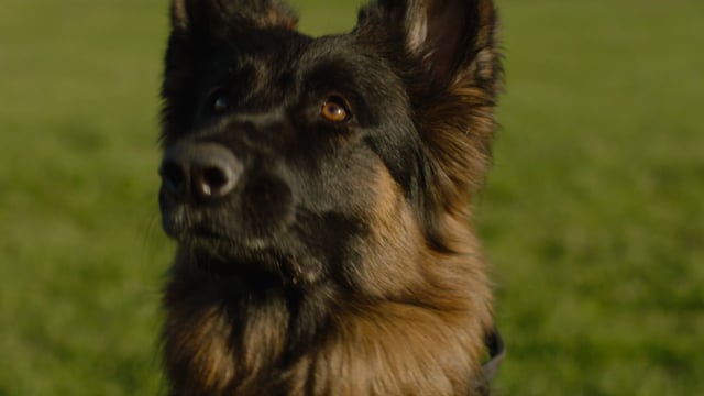 (cries happily) "Dog"
