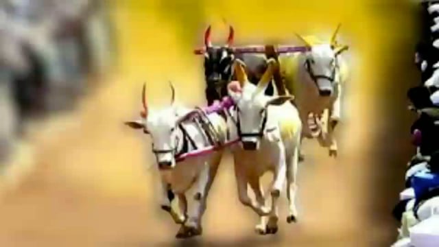 प्रकाश गायकवाड यांच्या वाढदिवसाच्या निमित्त भव्य बैलगाडी शर्यतीचे आयोजन