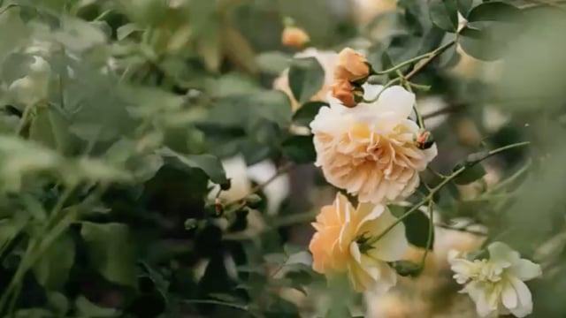 Eva Nemeth – Inspirational Garden and Plant Photography