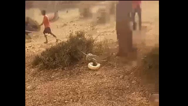 जेठौर पहाड़ की तलहटी में मिला करीब 15 फीट लंबा अजगर देखने वालों की लगी भीड़