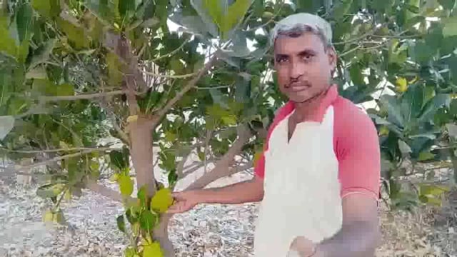 काजूच्या झाडाला फणसाचे फळ शेटफळे येथील अशोक पवार यांच्या बागेतील चमत्कार