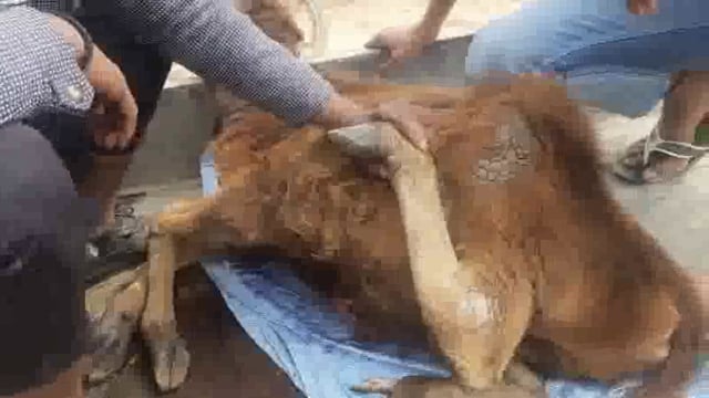 मथुरा गाय के वछङे को गंभीर हालत मैं गौशाला पहुंचाया