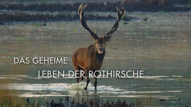 Das geheime Leben der Rothirsche