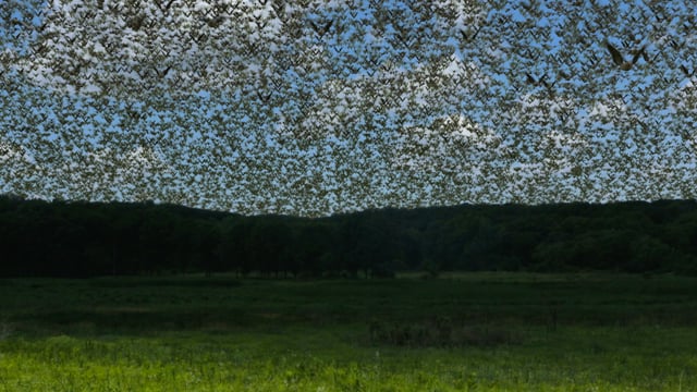 From Billions to None: The Passenger Pigeon's Flight to Extinction