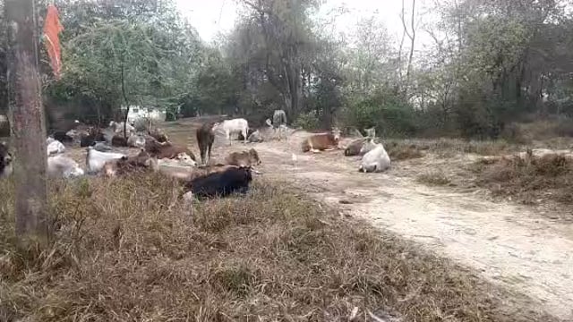  बिहार ब्लॉक के रामगढ़ बनोही में सैकड़ो आवारा पशुओं का आतंक आए दिन किसानों की फसलें कर रहे बर्बाद जिम्मेदार बन रहे दर्शक