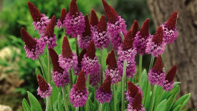 'Red Hot Poker Primula' 