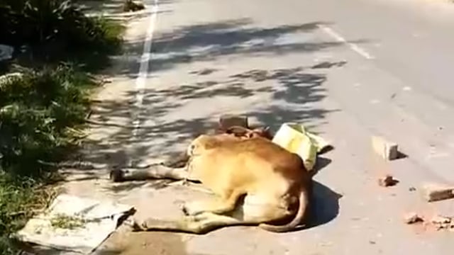 न प हीरागंज क्षेत्र के बहोरीकपुर में अज्ञात वाहन की टक्कर से चोटिल होकर रोड पर पड़ा रहा गोवंश जिम्मेदार रहे नदारत।